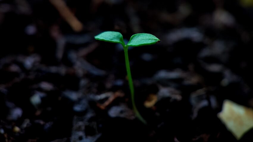 germinating seed